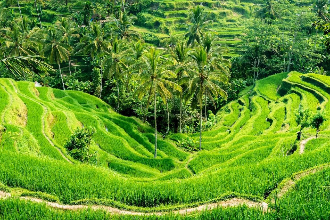 Bali Tour Package Bali tour from kerala