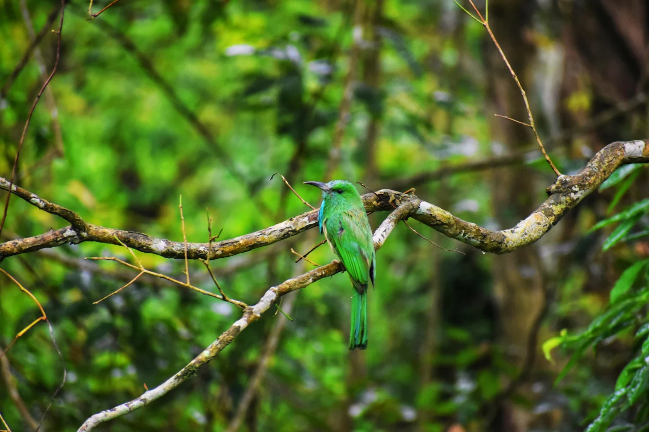 Meghalaya Tour Package Kaziranga tour from kerala