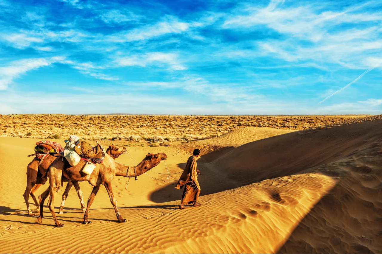 Rajasthan Tour Package camel in desert