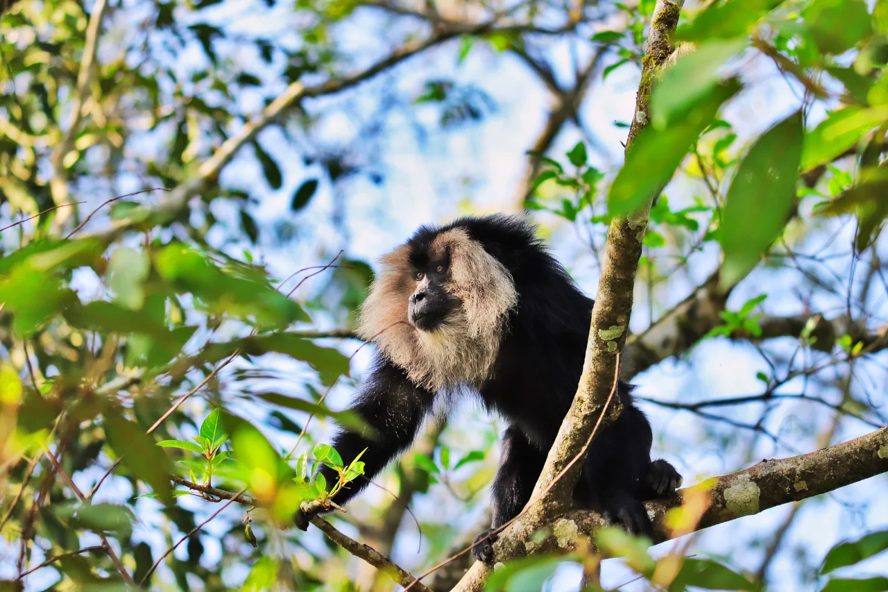 Athirapilly Valparai Tour Package Athirapilly Valparai tour from kerala